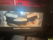 Agama Brodata z terrarium