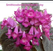 Achimenesy kłącza Smithicodonia Heartland's Joy