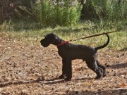 Sznaucer Olbrzym szczenięta ZKwP  (FCI)