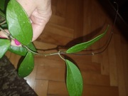 Hoya dark red hoja cięta 