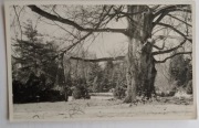 Kórnik arboretum 