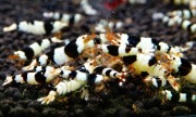 Krewetki Caridina PBL Pure Black Line/Crystal 