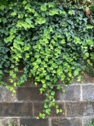 BLUSZCZ hedera helix do 50cm 100szt. (paleta)