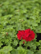 Pelargonia caliope - Dark Red