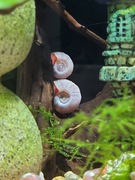 Ślimaczki akwariowe zatoczki - 10 szt.