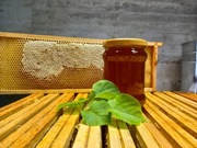 miód lipowy 2025 lipa Woźniki