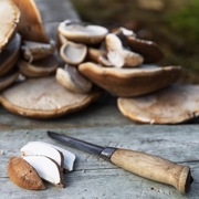 Białoporek Brzozowy 50g – Huba Brzozowa Cięta na Kawałki na Odporność