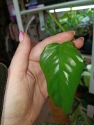 philodendron gordon splash(regres)-cięty szczyt