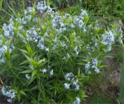 Amsonia nadreńska Amsonia tabernaemontana niebieska 30 dużych nasion