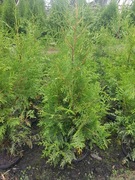 Tuja Brabant na żywopłot najszybciej rośnie wys.200cm Kraków