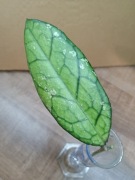 Hoja Hoya Clemensiorum 