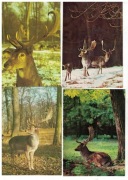 04-AU20-Fauna-Jelenie i Daniele,1970-80r