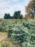Choinki: świerk srebrny, pospolity oraz jodła kaukaska HURT/DETAL