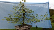 bonsai