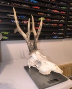 Parostki kozła rogi poroze kozioł 502g dla kolekcjonera 