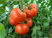 Pomidor Bobcat F1 - Nasiona Holenderskie