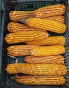 PROMOCJA Okazja Kolby kukurydzy 90szt dla królików gryzoni. gratis.