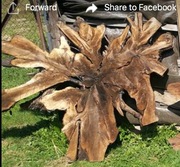 Orzech, korzen, sezonowane 5 lat