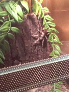 Terrarium dla pająka 