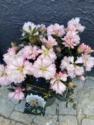 Rododendron Blewbury. Niesamowite kwiaty