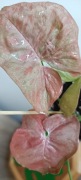 Syngonium Pink Venom variegata