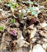 Łuskiwenik różowy 