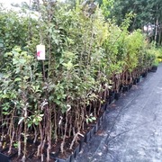 Drzewa i krzewy owocowe kolumnowe jabłoń grusza czereśnia śliwa morela