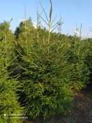 Choinki świerk hurt od 10zł