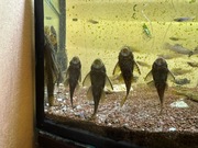 Glonojady zbrojniki ok 10cm