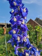 Ostróżka trwała nasiona mix odmian i kolorów 