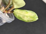 Hoya carnosa Argentea Princess - sadzonka ukorzeniona