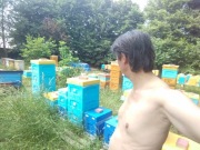 Rodziny pszczele pszczoły BUCKFAST matki HYG+ odporne na Warroze