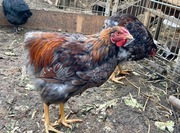Koguty Wyandotte 
