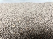 Lubin wąskolistny po centrali 