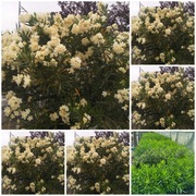 Sadzonki oleandrów o pieknych  żółtych  kwiatach