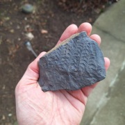 Skamieniałość odcisk paproci nasiennej Pecopteris