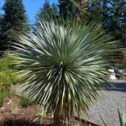 Yucca palmowa -  rostrata 'Sapphire Skies '