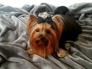 Yorkshire terrier, krycie za darmo