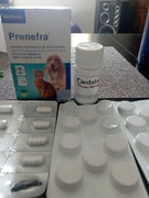 Zdrowie psa serce i nerki