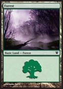 Forest (V.1) Magic: the Gathering MtG