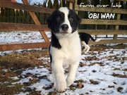 Piesek Border Collie ZKwP FCI