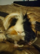 Sprzedam świnkę morską