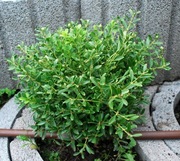 Bukszpan drobnolistny 'Tide Hill' Buxus 119