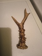 Zrzut Parostki parostek kozła naturalny gryzak XXL 