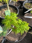 Klon palmowy Mikawa Yatsubusa