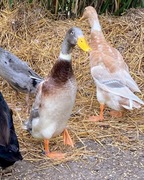 Biegus Indyjski. Kaczorki z 17.06.2025. Łódzkie [Rzgów]