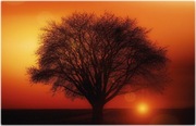 Obraz Na Płótnie Drzewo Zachód Słońca 120x80