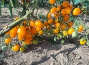 nasiona pomidora MEGAGRONIASTY ŻÓŁTY- karma dla ryb