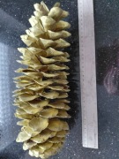 Piękna  szyszka gigant 30 cm złota z hakiem