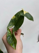 Syngonium yellow aurea variegata